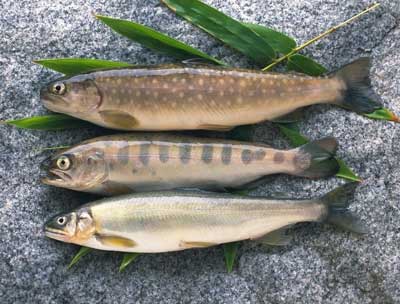 七种水果助你改善肤色暗沉